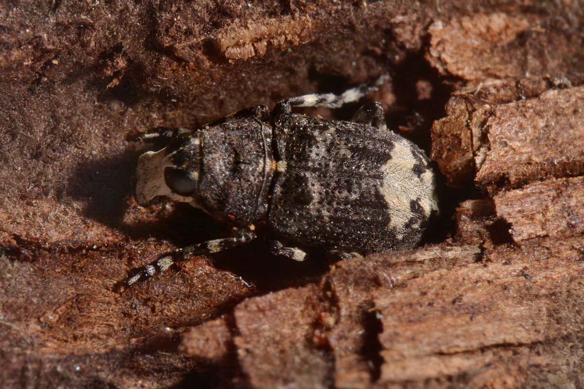 Anthribidae: Tropideres albirostris?  Sì !